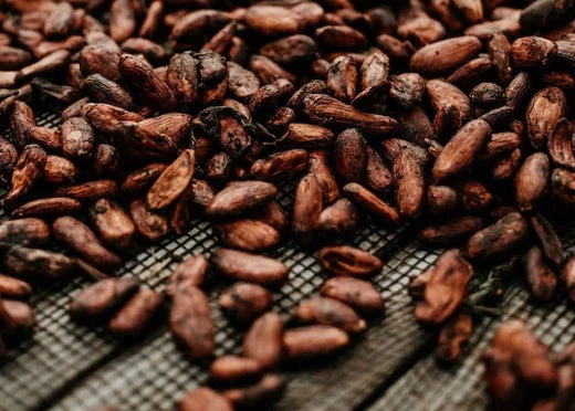 Best Cocoa Beans Supplier Word-wide 2026 Cocoa Bean